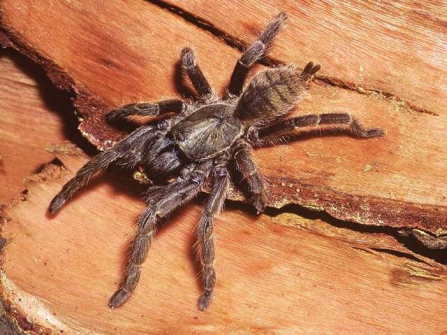 Chilobrachys hardwicki (Pocock ,1895), young emaciated female found 'in situ', India
