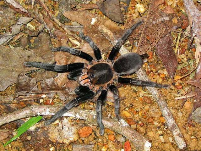 Chilobrachys nitelinus Karsch, 1892, female, Sri Lanka