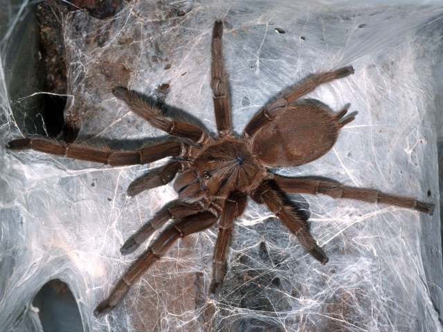 Chilobrachys sp., female (undescribed), Perak State, West Malaysia