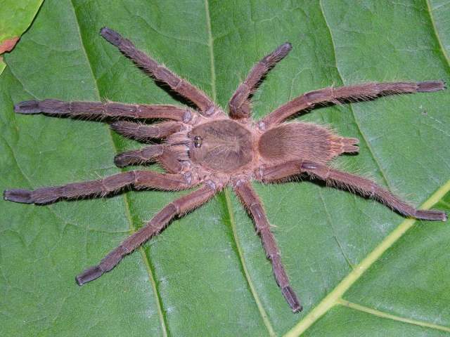 Chilobrachys sp., female (undescribed, small), Yunnan Province, China