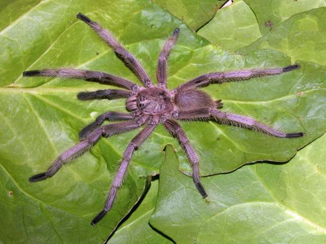 Chilobrachys sp., male (undescribed), Perak State, West Malaysia
