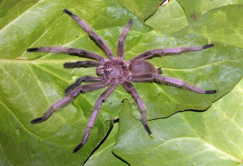 Chilobrachys sp., male (undescribed), Perak State, West Malaysia
