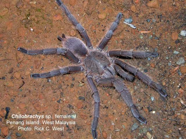 Chilobrachys sp. (undescribed), female, Penang State, West Malaysia