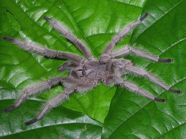 Chilobrachys sp. (undescribed), male, Penang State, West Malaysia