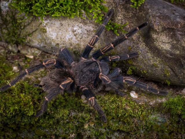 Chinchaysuyu spinosa Ferretti, Chaparro, Ochoa & West, 2022, female, n. Peru. (Photo - J. Allen)