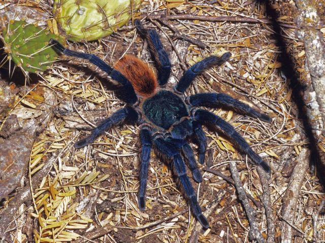 Chromatopelma cyaneopubescens (Strand, 1907), female (in situ), Falcon State, Venezuela