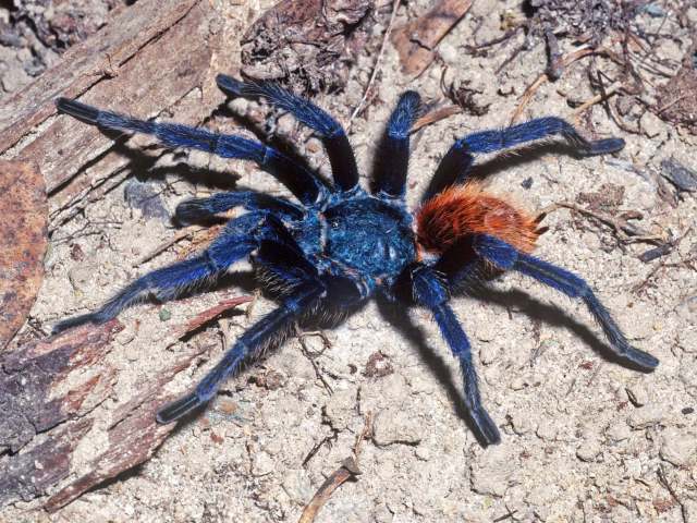Chromatopelma cyaneopubescens (Strand, 1907), male, Falcon State, Venezuela