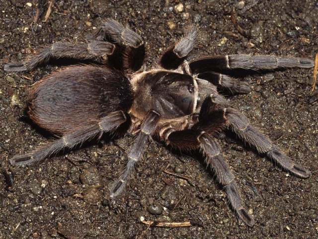 Citharacanthus cf livingstoni Schmidt & Weinmann, 1996, female, Guatemala