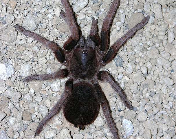 Citharacanthus cf longipes (F. O. P.-Cambridge 1897), female, Mexico