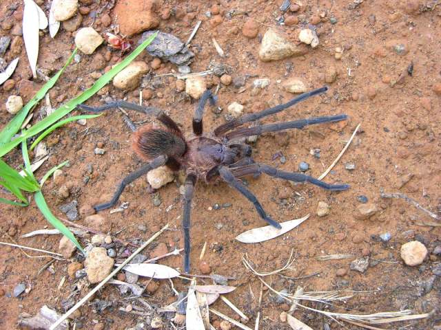 Citharacanthus cyaneus (Rudloff, 1994), male, Cuba