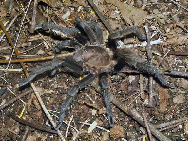 Citharacanthus meermani Reichling & West, 2000, female, Belmopan, Belize. (Photo - J. Meerman)