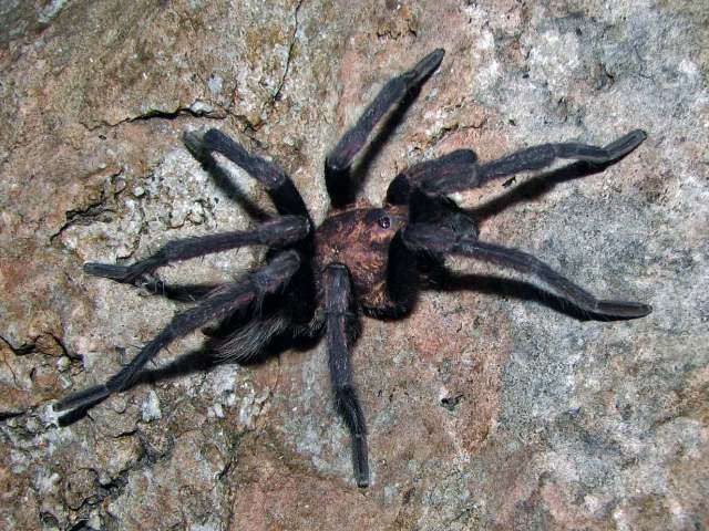 Citharacanthus meermani Reichling & West, 2000, male [missing left leg I], Belmopan, Belize. (Photo - J. Meerman)