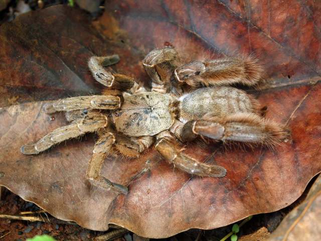 Citharognathus tongmianensis Zhu, Li & Song, 2002, female, n. Vietnam. (Photo - D. Huong)