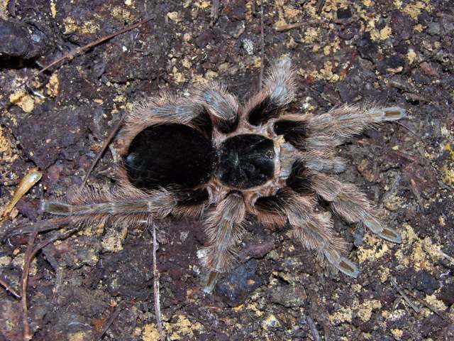 Clavopelma cf tamaulipeca (Chamberlin, 1937), female, Tamaulipas and Neuvo Leon States, Mexico