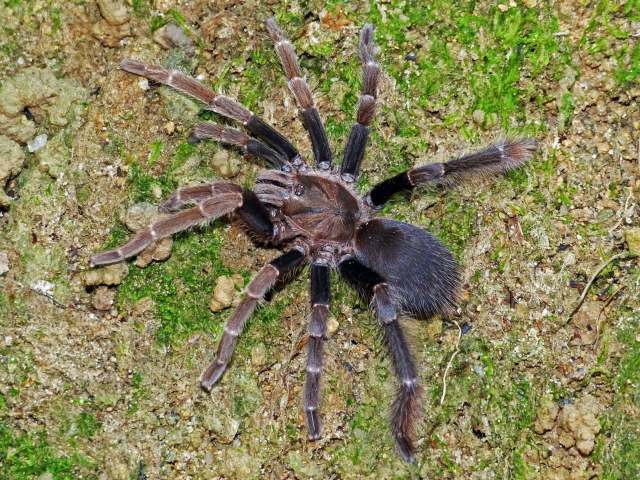 Coremiocnemis cunicularia (Simon, 1892), female, Penang State, West Malaysia