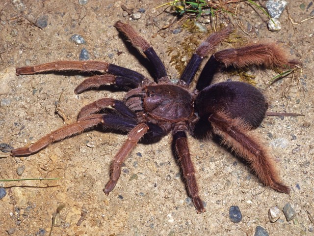 Coremiocnemis hoggi West & Nunn 2010, female, West Malaysia
