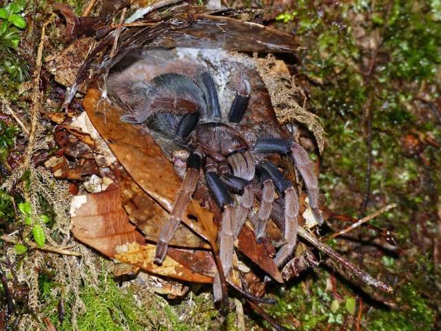 Coremiocnemis hoggi West & Nunn, 2010, female at burrow, Pahang State, West Malaysia. Rick C. West