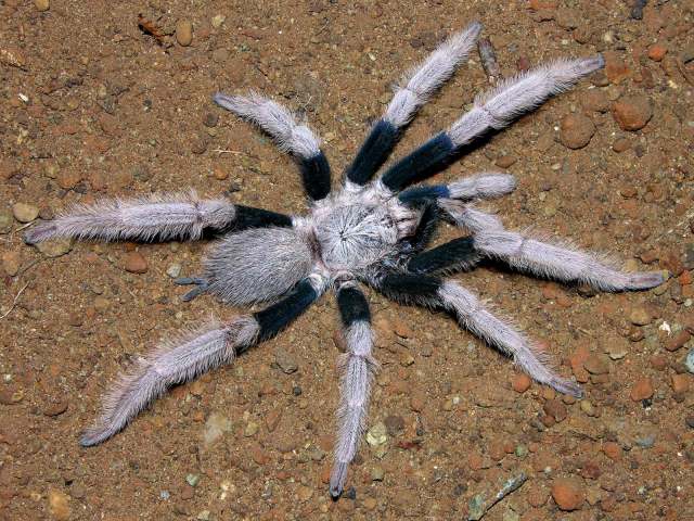 Coremiocnemis hoggi West & Nunn, 2010, male, Selangor, West Malaysia