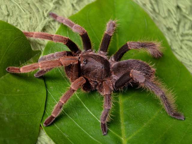 Coremiocnemis kotacana West & Nunn, 2010, female, Sumatra. (Photo - N. Tandiono)
