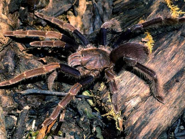Coremiocnemis obscura West & Nunn 2010, female, Pahang State, West Malaysia