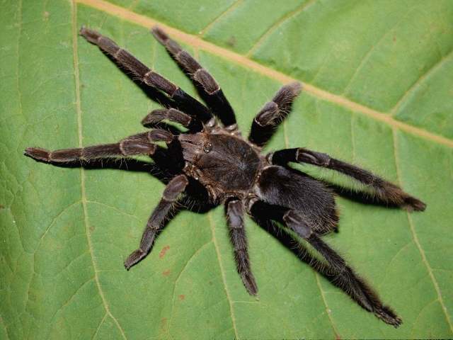 Coremiocnemis obscura West & Nunn 2010, female, West Malaysia