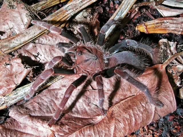 Coremiocnemis sp., female (undescribed), Borneo. (Photo - S. Rafn)