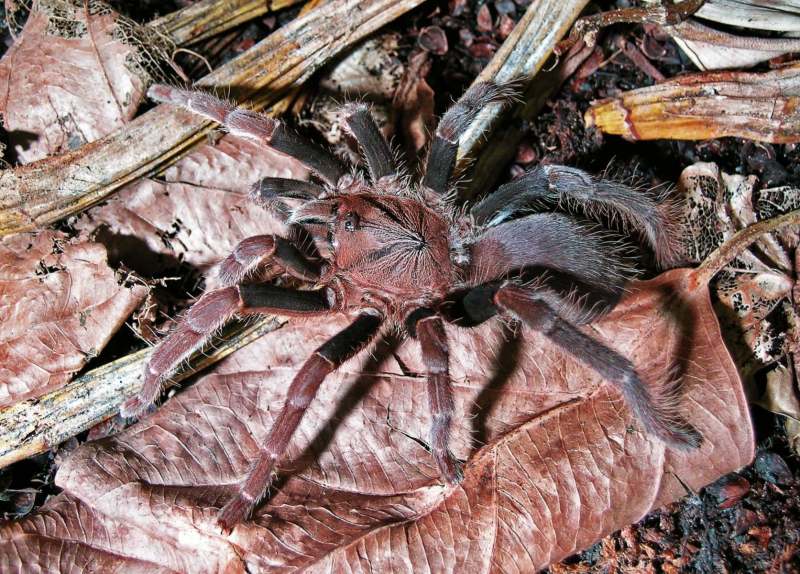 Coremiocnemis sp., female (undescribed), Borneo. (Photo - S. Rafn)