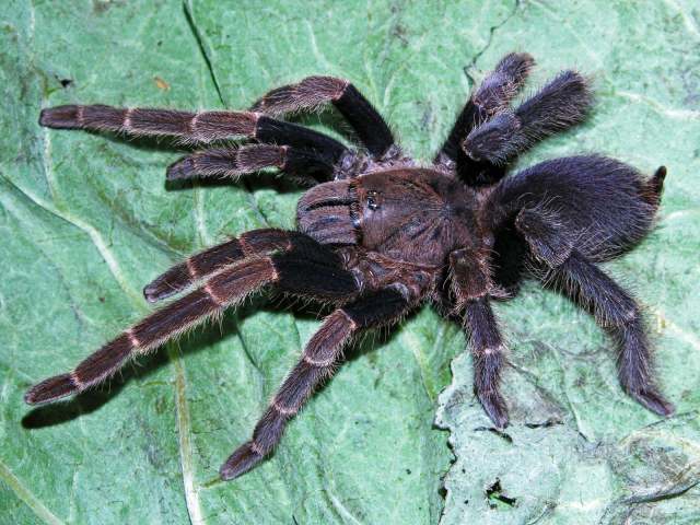 Coremiocnemis sp., female (undescribed), Kedah State, West Malaysia