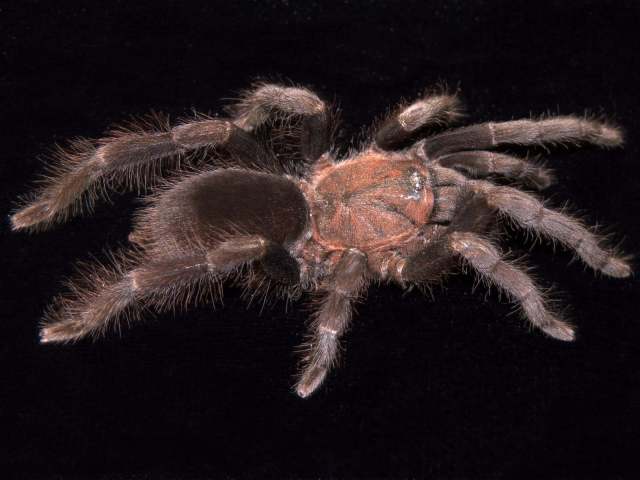 Coremiocnemis sp., female (undescribed), Mindanao Island, Philippines