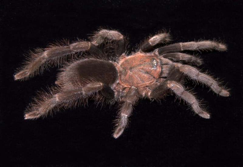 Coremiocnemis sp., female (undescribed), Mindanao Island, Philippines