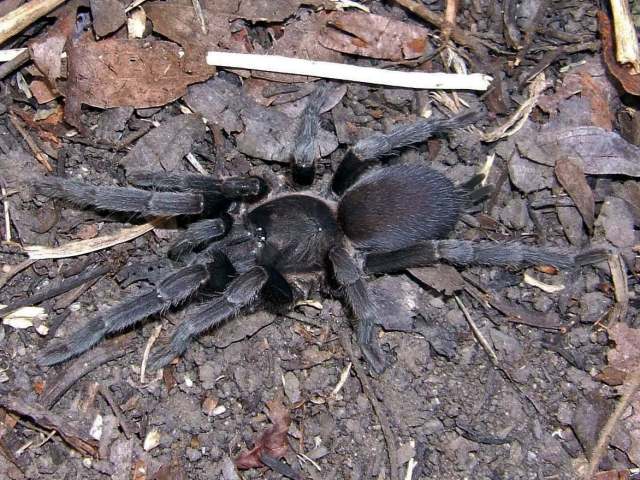 Coremiocnemis tropix Raven 2005, female, Queensland, Australia (Photo - S. Nunn)