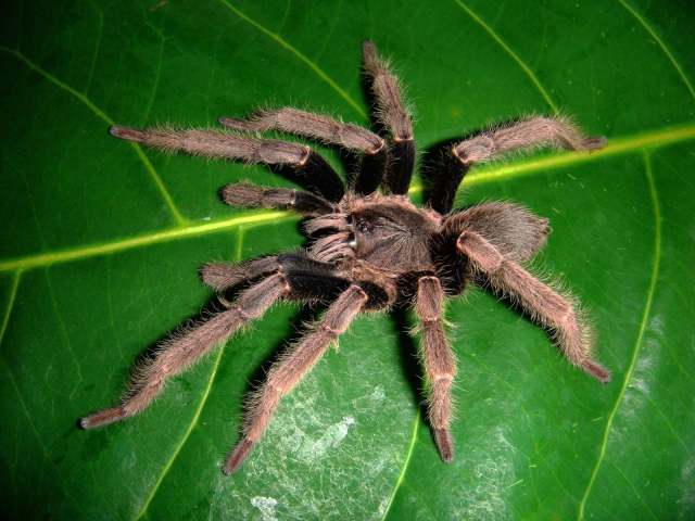 Coremiocnemis valida Pocock, 1895, male, Brunei. (Photo - TC. Chen)