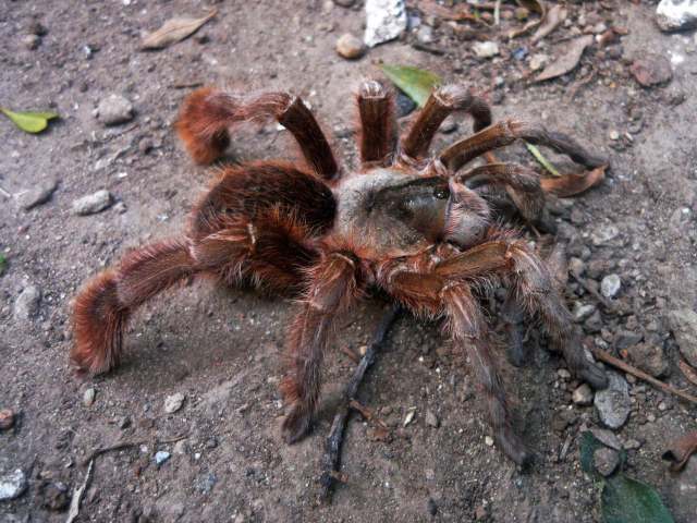 Cotztetlana omiltemi Mendoza, 2012, female, Guerrero & Puebla State, Mexico. (Photo - W. Vila)