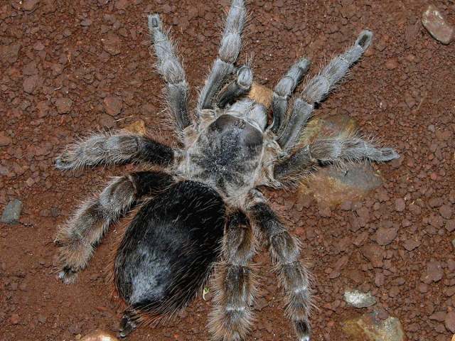 Cotztetlana sp.2, female, Jalisco State, Mexico