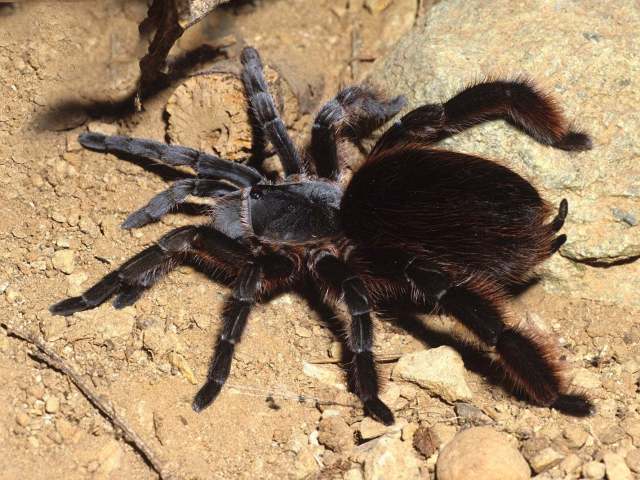 Cotztetlana sp.3, female, Puebla State, Mexico