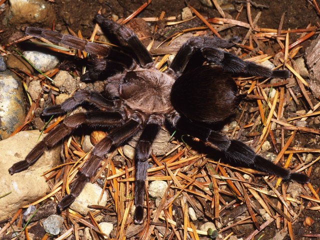 Crassicrus lamanai Reichling & West 1996, female, Belize