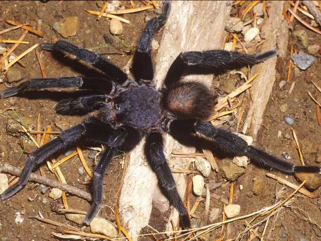 Crassicrus lamanai Reichling & West 1996, male, Belize