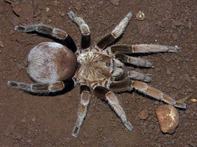 Crassicrus sp., female, Jalisco State, Mexico