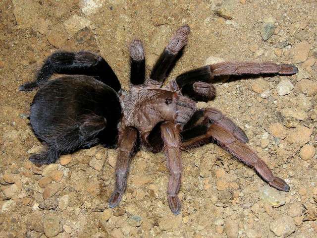 Crassicrus sp., female, Yucatan State, Mexico
