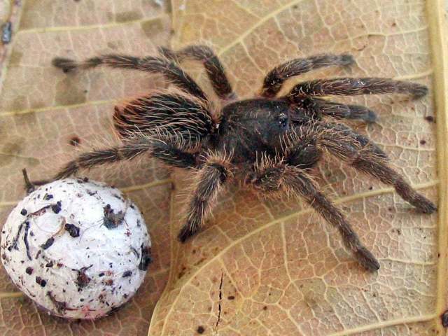 Cubanana cristinae Ortiz 2008, female, Cuba. (Photo - D. Ortiz)