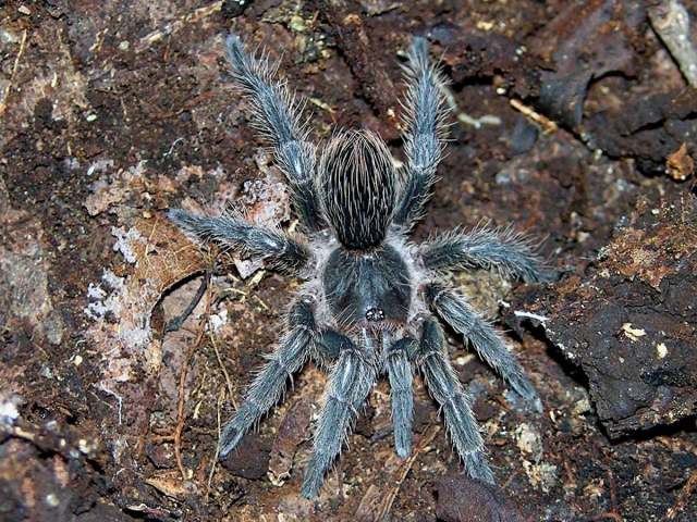 Cubanana cristinae Ortiz 2008, female, Cuba