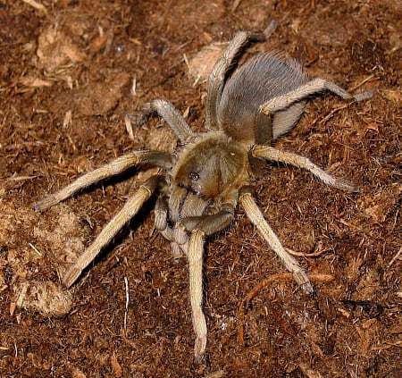 Cyclosternum familiare (Simon, 1889), female, Venezuela. (Photo - F. Vol)