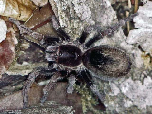Cyclosternum ledezmae (Vol 2001), female, Dept. of Beni, Bolivia. (Photo - F. Vol)