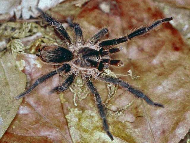 Cyclosternum ledezmae (Vol 2001), male, Dept. of Beni, Bolivia. (Photo - F. Vol)