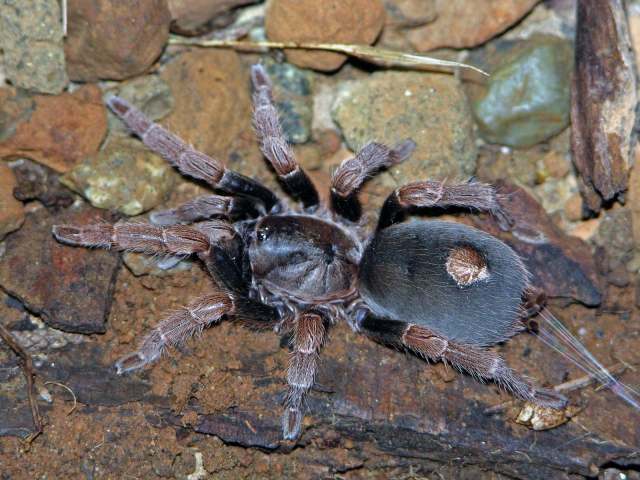 Cyclosternum palomeranum West, 2000, female, Jalisco State, Mexico