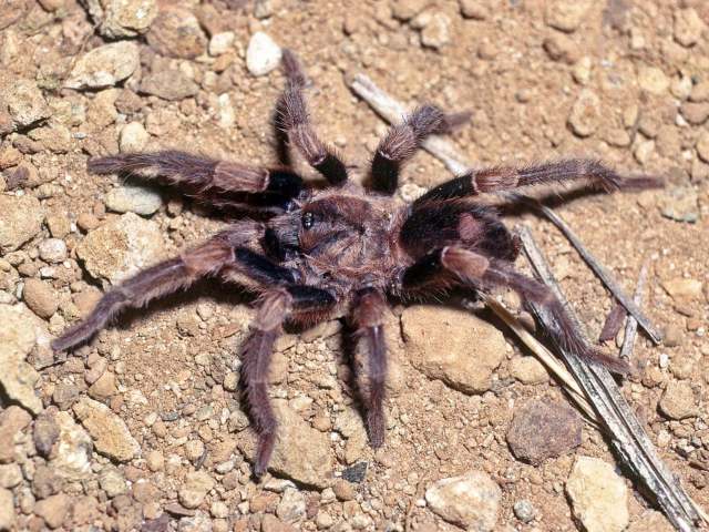 Cyclosternum palomeranum West, 2000, male, Jalisco State, Mexico