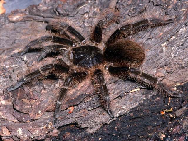 Cymbiapophysa velox (Pocock, 1903), female, Imbabura Region, Ecuador