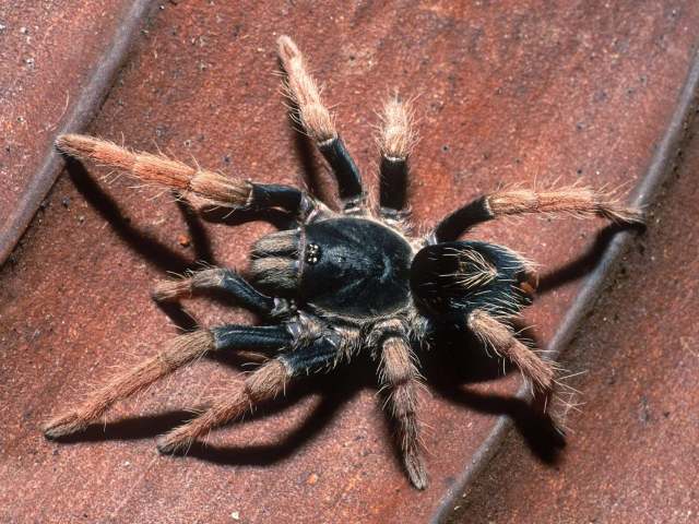 Cyriocosmus aueri Kaderka, 2016, female, Loreto Region, Peru