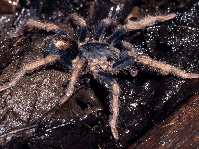 Cyriocosmus bertae Pérez-Miles, 1998, male, Peru