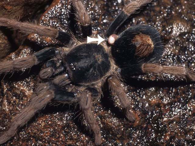 Cyriocosmus bertae Pérez-Miles, 1998, male [with ectoparasite attached to abdomen], Peru